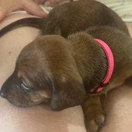 Girl 1 - female Dachshund puppy in Placentia, California from Lolley Dachshunds