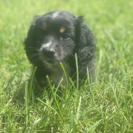 Dachshund puppies from A&W Doxies