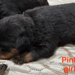 Pink - Black and mahogany female Rottweiler puppy in Cheshire, Connecticut from Von Der Hügelspitze