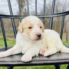 Rocky Road - Parti male Pyredoodle puppy in Bowling Green, Ohio from FDF Pyredoodles & Bernedoodles