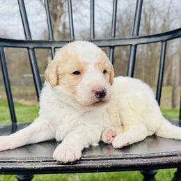 Rocky Road - Parti male Pyredoodle puppy in Bowling Green, Ohio from FDF Pyredoodles & Bernedoodles