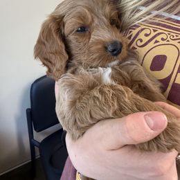Dodge - Red male Cockapoo puppy in Roseville, California from Darby Park Doodles