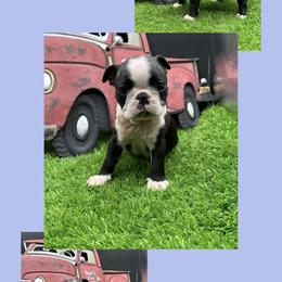 Reuben James - Seal and white male Boston Terrier puppy in Jacksonville, Florida from Trail’s End Boston Terriers