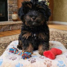 Ralphy - Black and tan male Companion Cross puppy in Macon, Georgia from Shipoo Lane