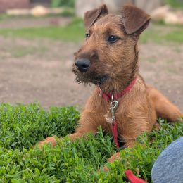 Lamar - Red male Irish Terrier puppy in Spring Valley, Minnesota from Back Country Terriers