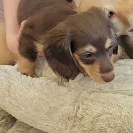 Arwen of Rivendell - Chocolate and cream Dachshund puppy in Star, Idaho from October Hounds