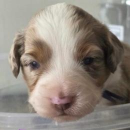 Purple collar - Red merle female Miniature American Shepherd puppy in Pueblo West, Colorado from Bear River Ranch LLC