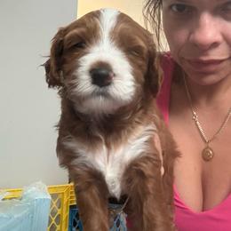 Blue - Red  male Goldendoodle puppy in Southampton, Pennsylvania from Pumpkin Patch Doodles