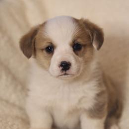 Pembroke Welsh Corgi Puppies from Shells’ Corgis
