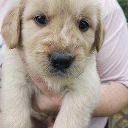 Golden Retriever Puppies from Robertson Retrievers
