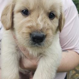 Golden Retriever Puppies from Robertson Retrievers