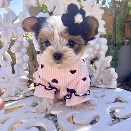 Shih Tzu and Yorkshire Terrier Puppies from Yuma Yorkie Town