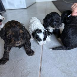 Twix - Black and tan male Cockapoo puppy in Tucson, Arizona from Desert Puppies