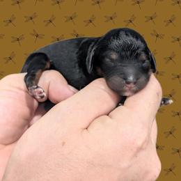 Female 1 - Black and tan female Cavapoo puppy in Coshocton, Ohio from Forever Family Puppies