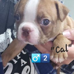 BoY 2 - Red male Boston Terrier puppy in Versailles, Indiana from Benhams Bostons