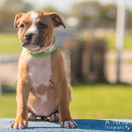 Frogger - Red and white Staffordshire Bull Terrier puppy in College Station, Texas from Vivace Staffords
