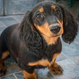 Penelope - Dachshund