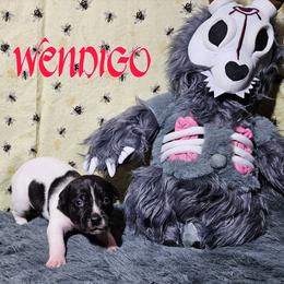 Wendigo - White and black female Rat Terrier puppy in Lynn, Alabama from Cryptic Rat Terriers