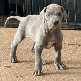 Darius - Blue female Great Dane puppy in Jerusalem, Arkansas from Mara Danes