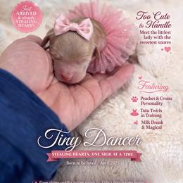 Tillie - Apricot female Goldendoodle puppy in Aurora, Illinois from Chicago Goldendoodles