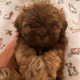 Hashbrown - Liver male Shih Tzu puppy in Kodak, Tennessee from Cutshall Babies