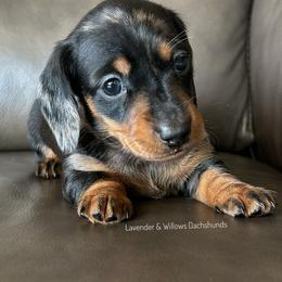 Girl 1 - Dapple female Dachshund puppy in Elizabethtown, Kentucky from Lavender and Willow Dachshunds