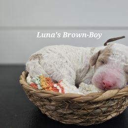 Brown - Cream male Labradoodle puppy in Payson, Utah from Utah County Labradoodles