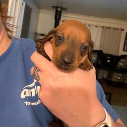 Orange Collar - Red male Dachshund puppy in La Pine, Oregon from RoseDox Dachshunds