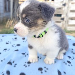 Muffin - Blue female Pembroke Welsh Corgi puppy in Pilot Rock, Oregon from L2H Corgi's