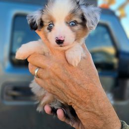 Mr. Orange - Blue merle male Toy Australian Shepherd puppy in Dolan Springs, Arizona from High Desert Companions