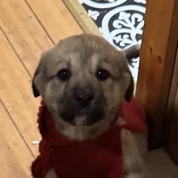 Anatolian Shepherd Dog Puppies from Mcginnis Guardian Dogs
