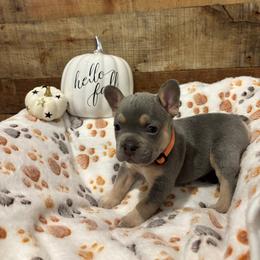 French Bulldog Puppies from Ballen Bulldogs