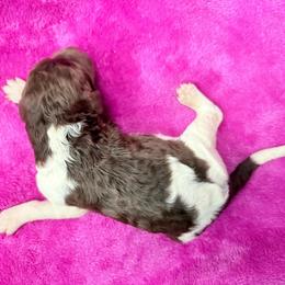 Daisy - Parti female Poodle puppy in Meadowbrook, California from Standard Poodle Pups