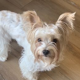 Lily - Yorkshire Terrier