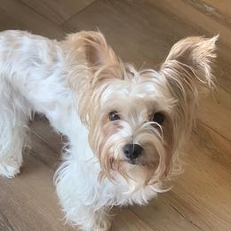 Lily - Yorkshire Terrier