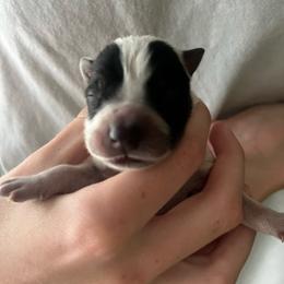 Boy 1 - Blue male Australian Cattle Dog puppy in Irvington, Kentucky from Dry Valley’s Australian Cattle Dogs