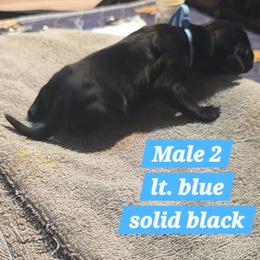 Lt blue - Black male German Shorthaired Pointer puppy in Dahlonega, Georgia from Pointer Mountain Bird Dogs