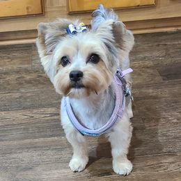 Yorkshire Terriers from Sophie Pups of Southwest Ga