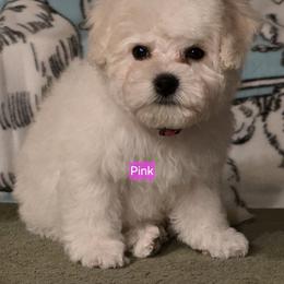 Pink female - White female Bichon Frise puppy in Apple River, Illinois from Barb's Bichons Bichonfrise.ws