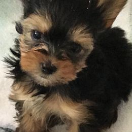 Biewer Terriers and Yorkshire Terriers from L’amore MnM Mini’s Yorkshire & Biewer Terriers