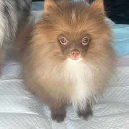 Armani - Chocolate Pomeranian puppy in Brentwood, California from Royalpawpoms