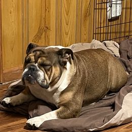 Zena - Bulldog