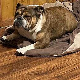 Zena - Bulldog