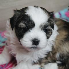 Bruiser - Brown male Shichon puppy in Pennsylvania from Manor Hills Shih Tzus