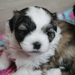 Bruiser - Brown male Shichon puppy in Pennsylvania from Manor Hills Shih Tzus
