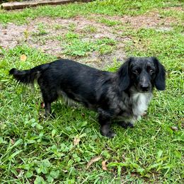 Violet - Dachshund