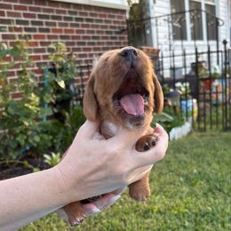 Boy 4 gray - Mahogany and white male Basset Hound puppy in Columbus, Ohio from Olveras Hound of Ohio