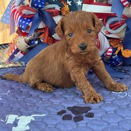 Patriot - Red  male Goldendoodle puppy in Lancaster, Kentucky from Dream Paws Puppies, LLC