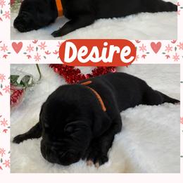 Desire - Black female Great Dane puppy in Wellsville, New York from Prophecy Danes
