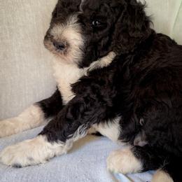 Tucker - Black and white male Bernedoodle puppy in Grant City, Missouri from Timberline Paws